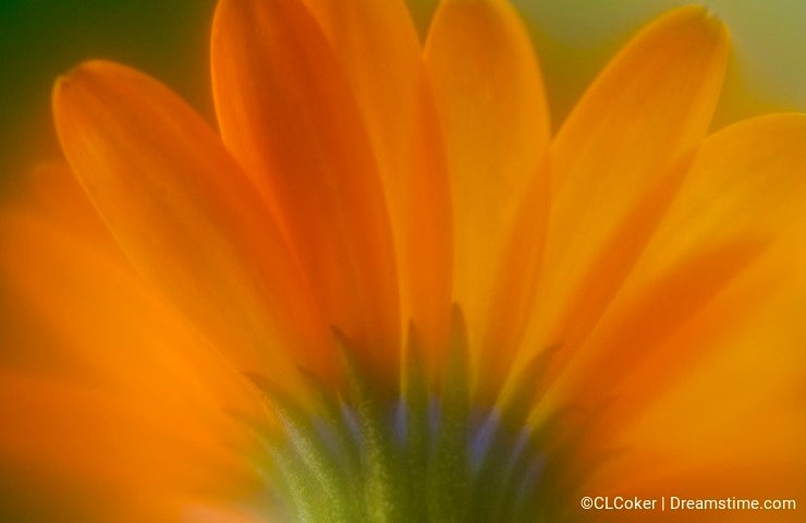 Orange Daisy-Like Flower