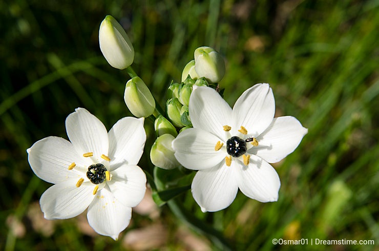 Star of Bethlehem flower