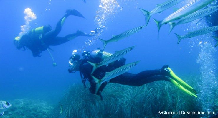 Scuba divers and barracudas