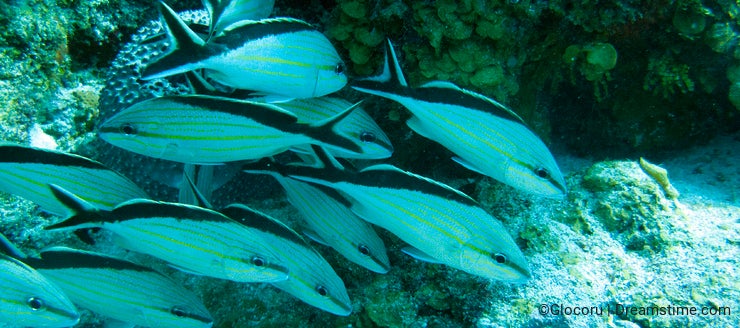 Fishes in Caribbean Mexico