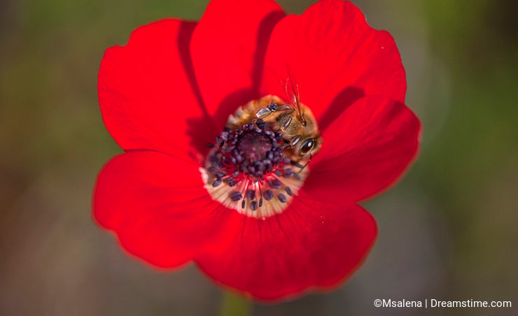Bee on a Poppy Flower