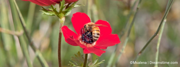 Bee on a Poppy Flower