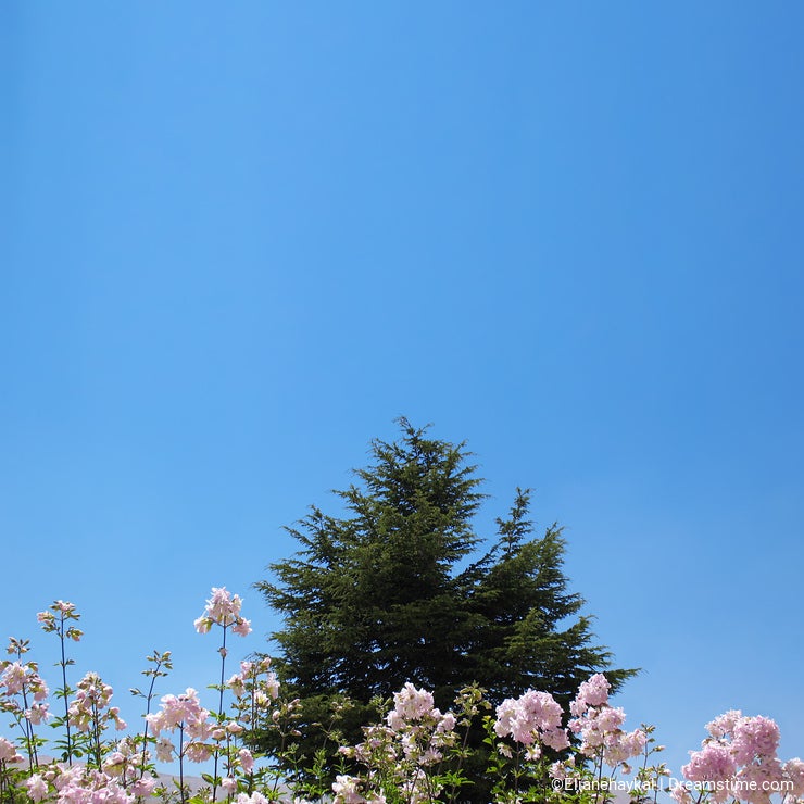 Cedar Behind Pink Flowers