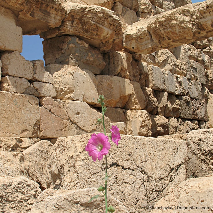 Ruins and Hibiscus