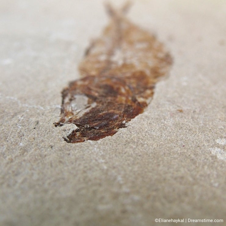 In the Sea of Time