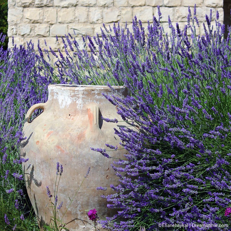 Jar, Stonewall, and Lavender