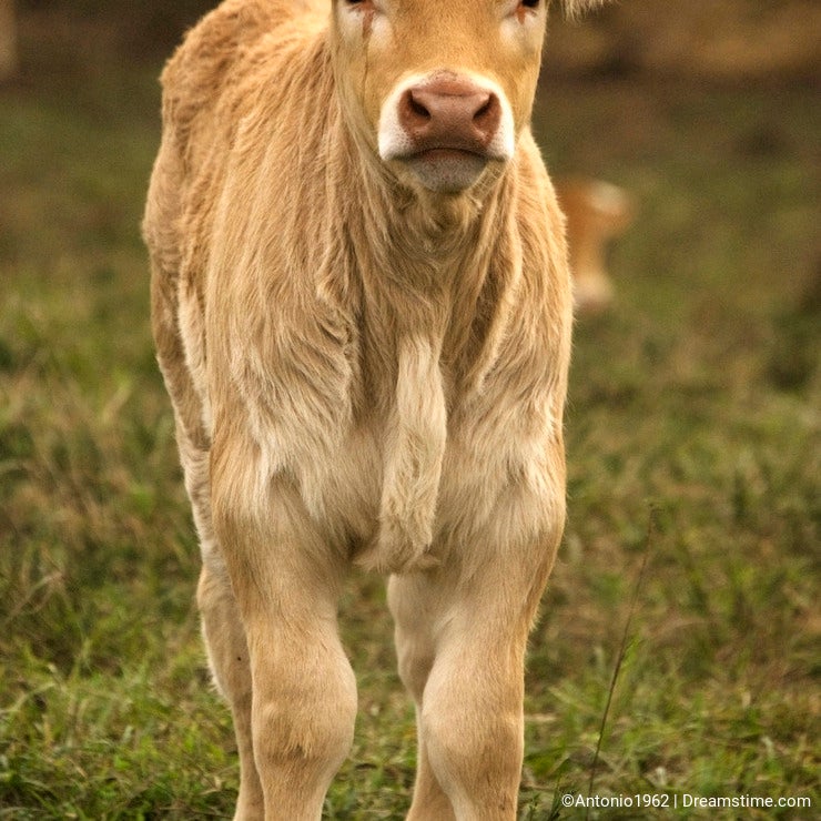Calf in a field looking straight with curiosity.