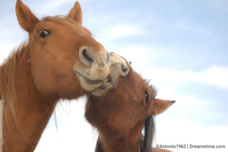Two horses in a friendship moment