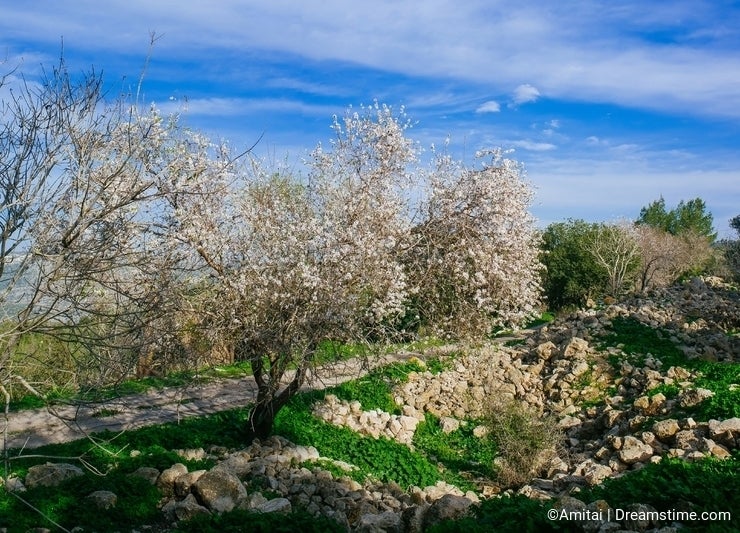 Holy Land Series-Almond Tree#2