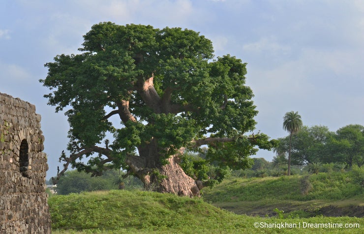 Old Baobab Tree and Ruins of Jal Mahal