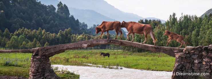 A cattle family acrossing bridge