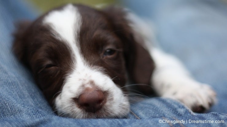 A very cute young liver and white working type english springer spaniel pet gundog puppy