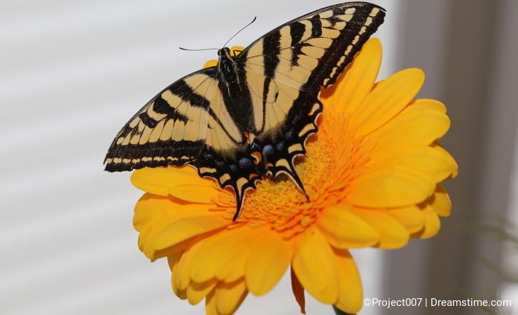 Butterfly world- Swallowtail butterfly with white background.