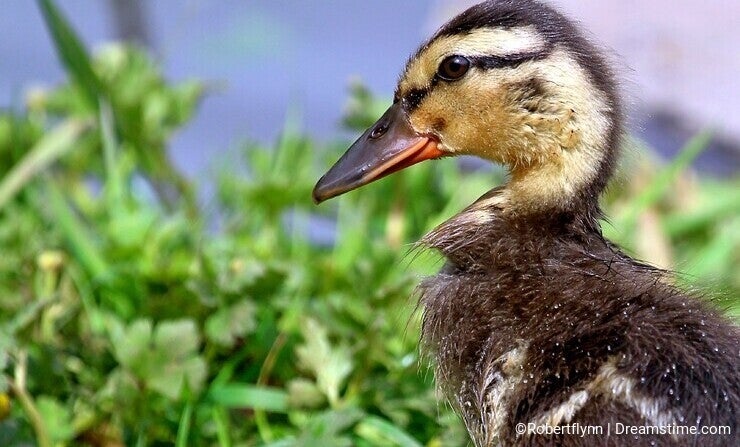Head and shoulders profile of young mallard duckling in grass