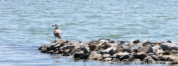 Seagull resting
