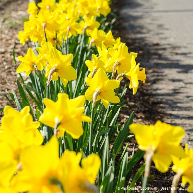 Diminishing Line of Daffodils - Vertical