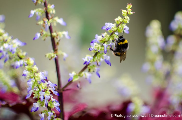 Bee on Blue Flowers