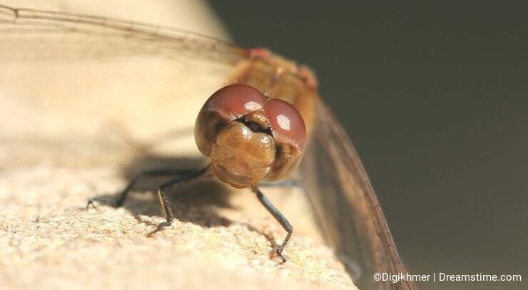 Dragonfly CloseUp