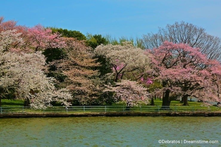 Cherry tree blossoms tidal Basin Washington DC