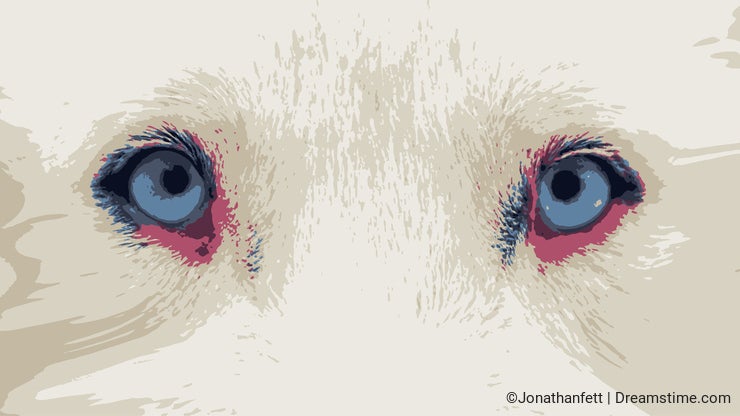 Close up siberian husky blue eyes vectorized