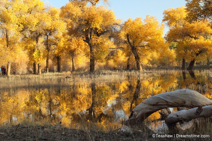 National Nature Reserve of Populus