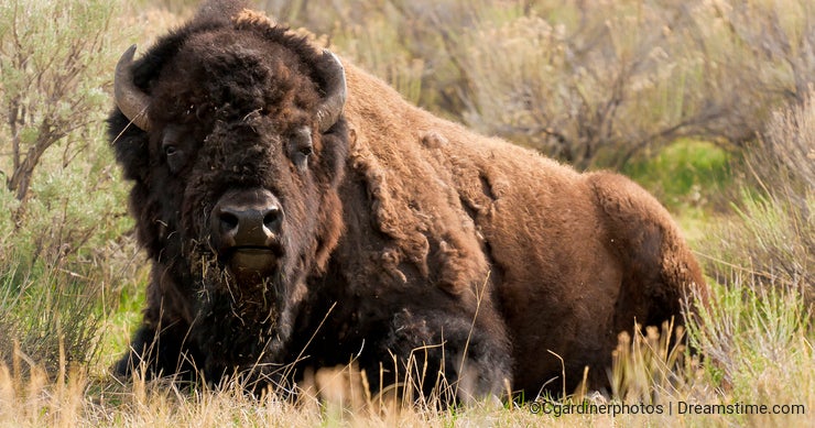 Bison Sits in Yellowstone's Wild