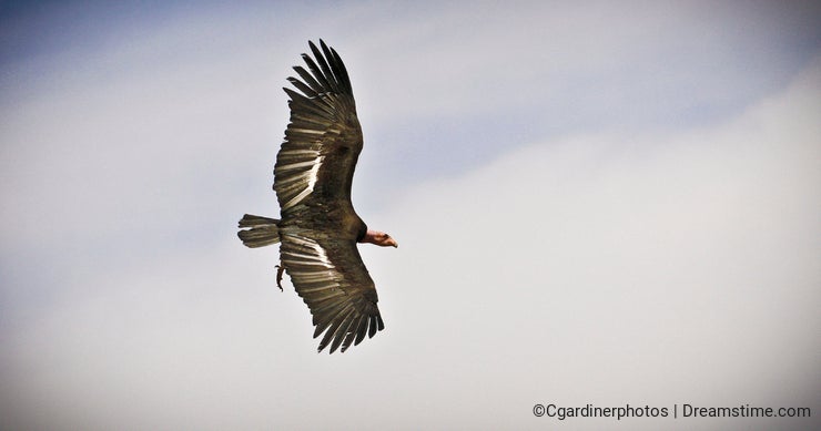California Condor Flying High Above