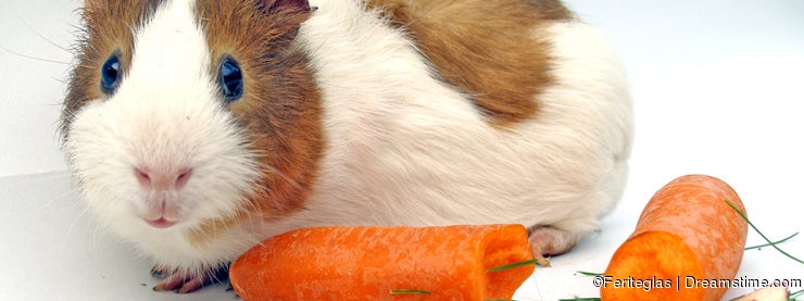 Guinea Pig