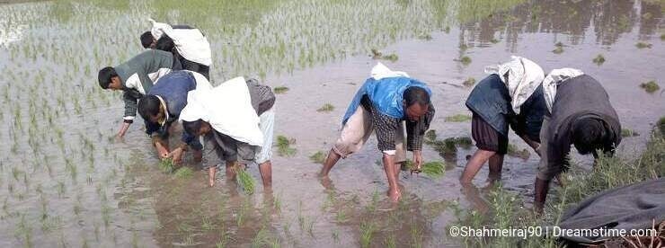 paddy field