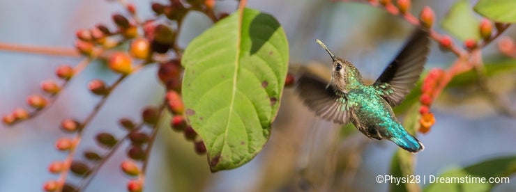 Female Bee Hummingbird in flight
