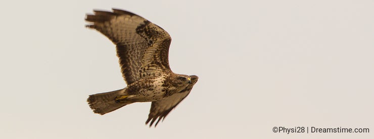 Common Buzzard in flight