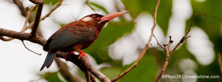 Birds Of The Peruvian Amazon Rainforest - Stock Photography Blog