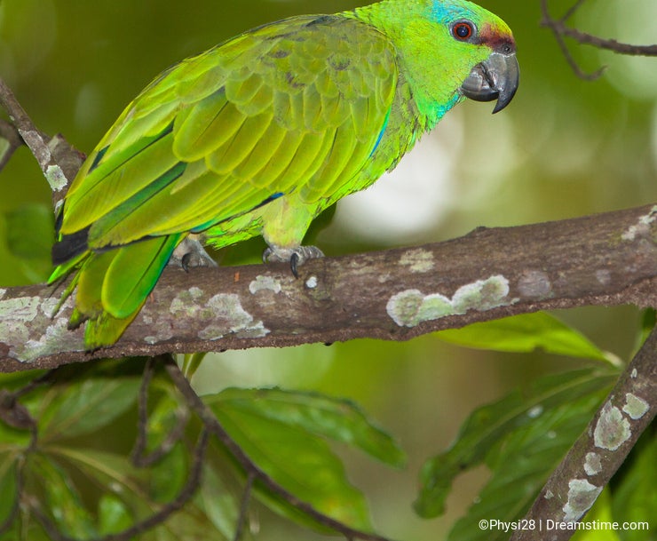 Birds of the Peruvian amazon rainforest - Dreamstime