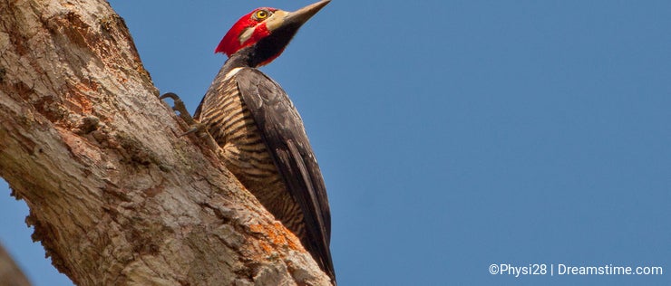Birds of the Peruvian amazon rainforest - Dreamstime