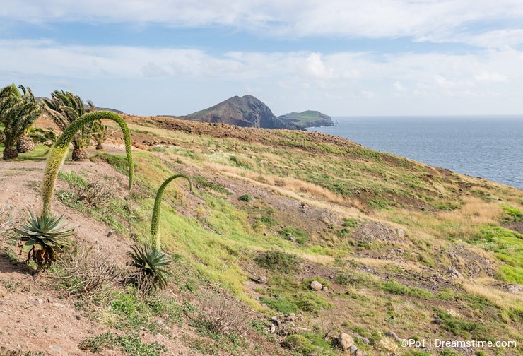 Agave attenuata plant on rocky desert plain field, Madeira Island