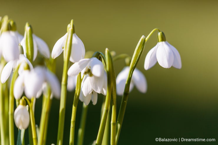 Snowdrops in the grass at the day light
