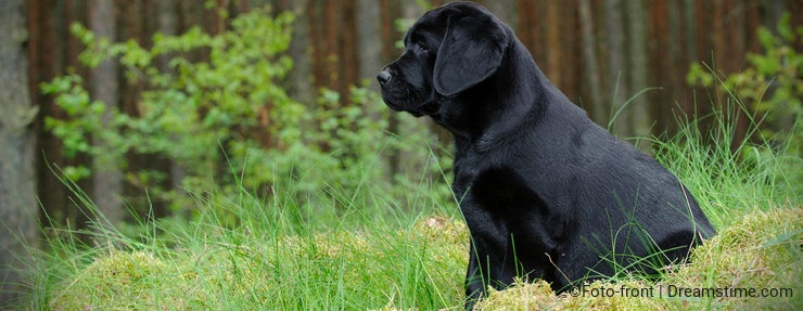 Labrador retriever puppy in garden