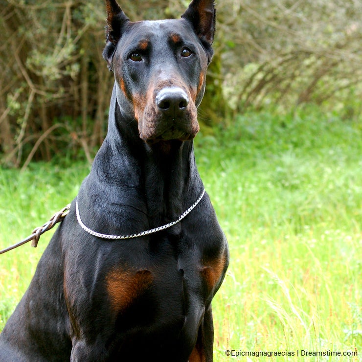 Male black dobermann sitting