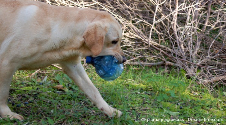 Labrador playing outside