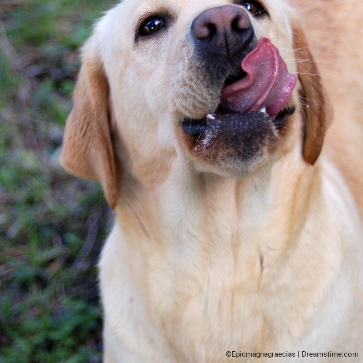 Labrador playing outside