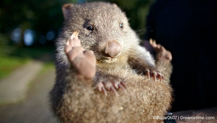 Baby wombat australia