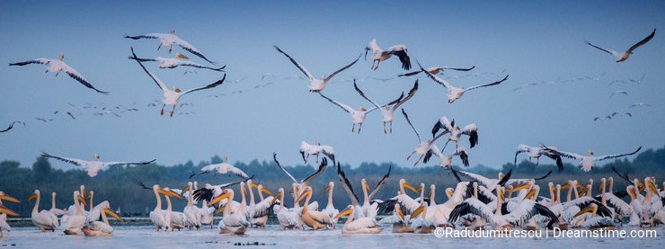 Pelicans from Danube Delta
