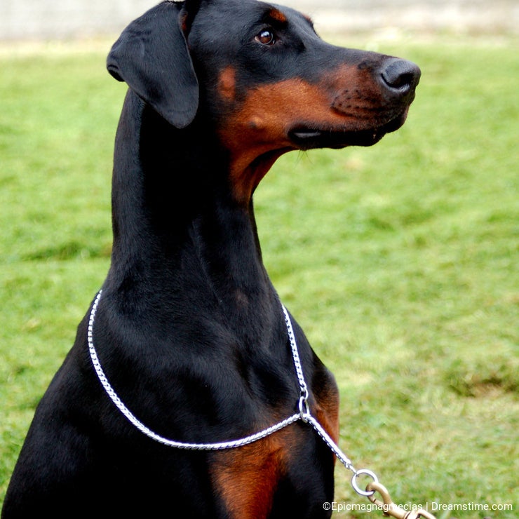 Dobermann black puppy