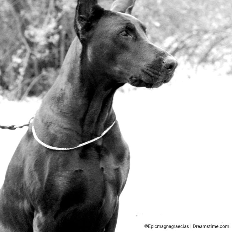 Male black dobermann sitting in infrared