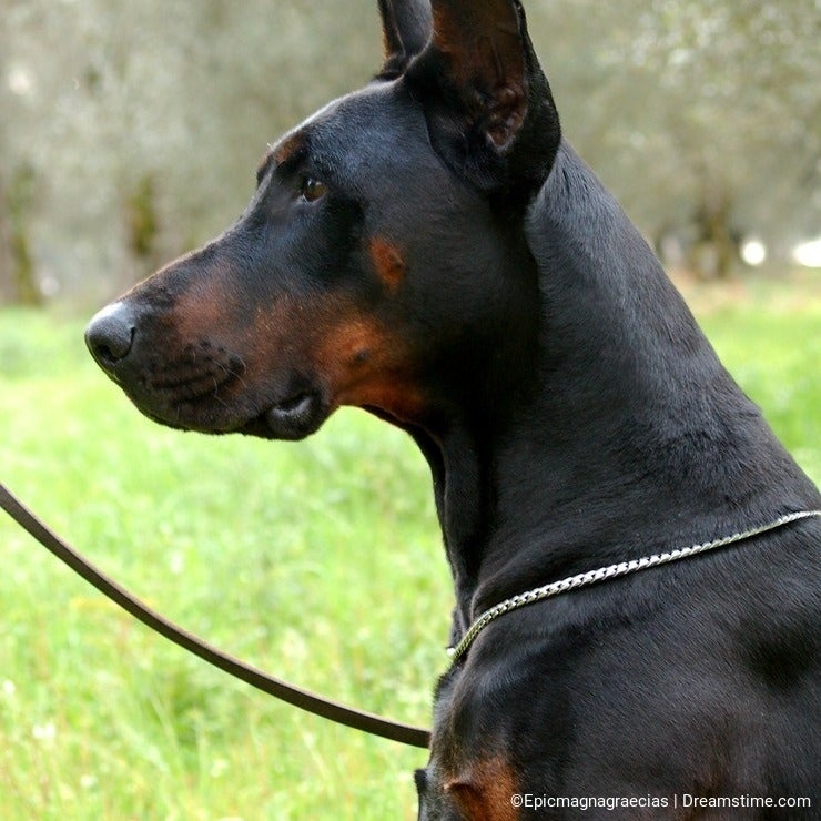 Male Adult Dobermann