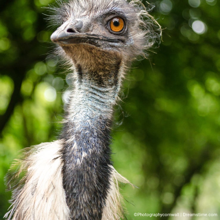 Emu Bird Large Close Up Head Face Vertical