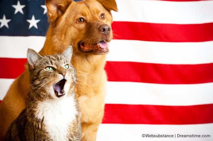 Cat and dog with US flag