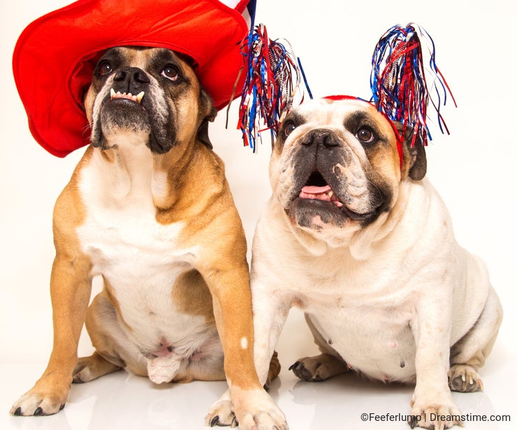 Bulldogs dressed for 4th of July