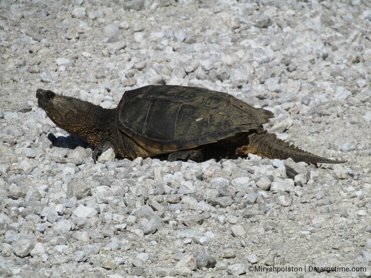 Missouri Snapping Turtle