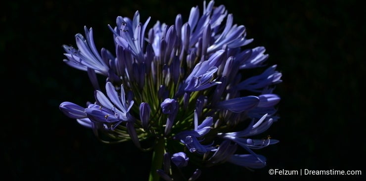 Agapanthus flower